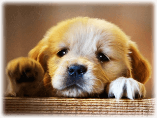 Köpa en Golden Retriever